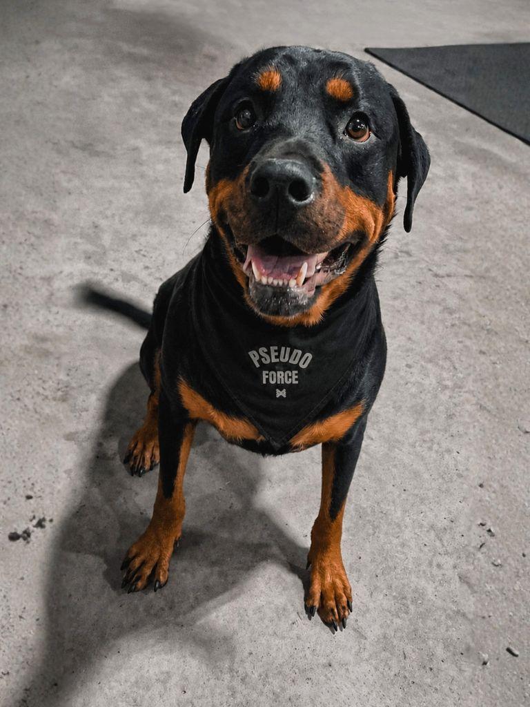 DOG BANDANA